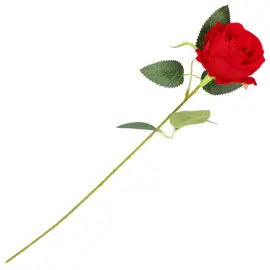 Punainen Ruusu 50 cm