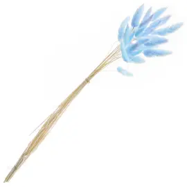 Kuivatut J&auml;niksenh&auml;nn&auml;t Sininen 25 kpl