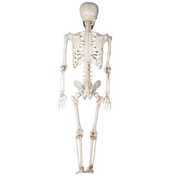 Riippuva Taivutettava Luuranko Rekvisiitta 90 cm