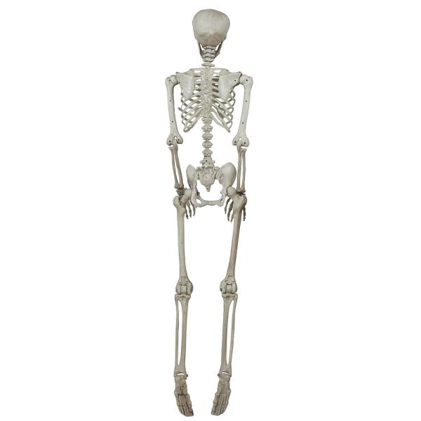 Riippuva Luuranko 160 cm
