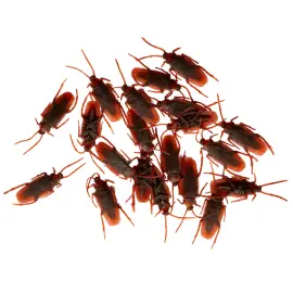 Torakat Koriste 20-kpl