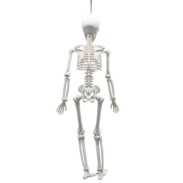 Riippuva Taivutettava Luuranko Prop